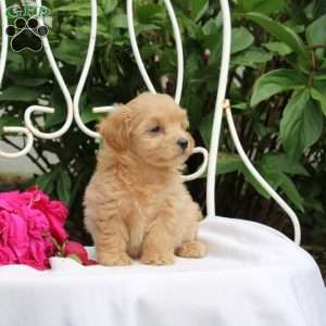 Kaylani, Maltipoo Puppy